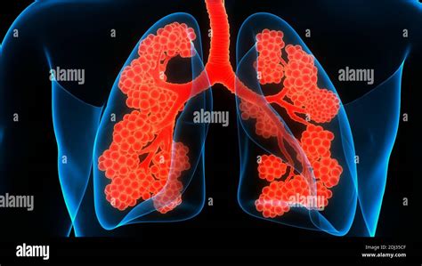 Poumons Du Syst Me Respiratoire Humain Avec Anatomie Alv Oli Photo