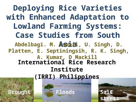 PPTX Developing Rice Varieties With Enhanced Adaptation To Lowland