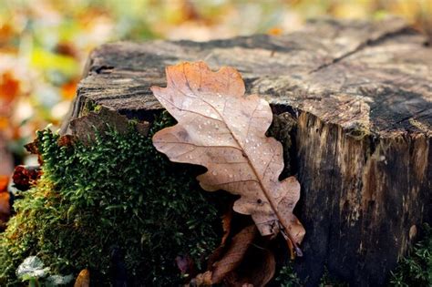 Una hoja de roble caída con gotas de lluvia en un viejo tocón cubierto