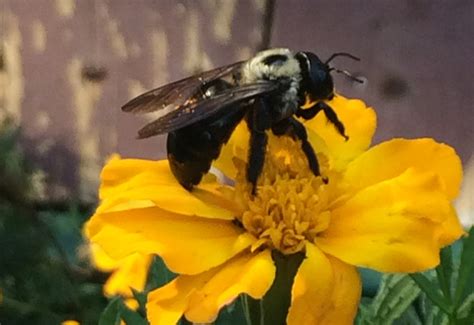 Understanding Valley Carpenter Bees A Comprehensive Overview