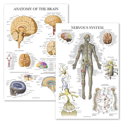 Anatomy Of The Brain Anatomical Chart Ubicaciondepersonas Cdmx Gob Mx