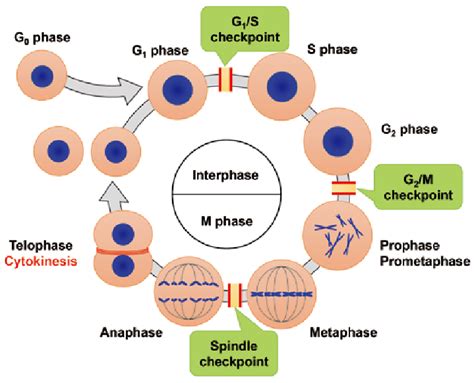 Phases of the cell-cycle. | Download Scientific Diagram