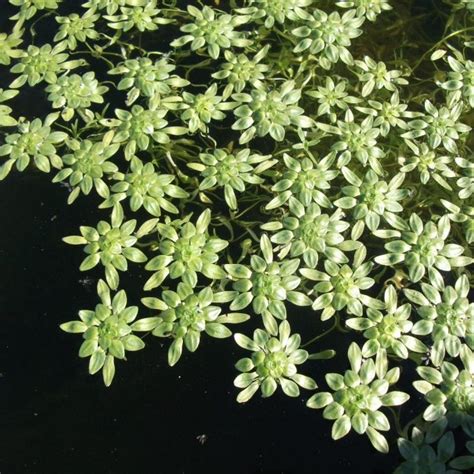 Oxygenating Pond Plants, Water Plants For Ponds In The UK