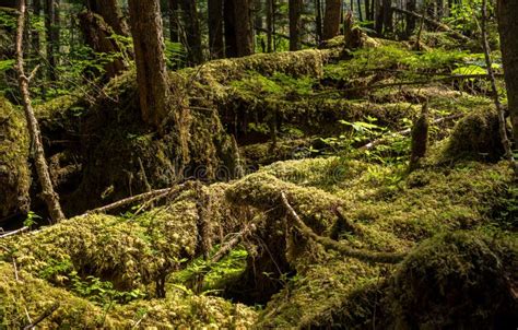 Dense Vegetation In Temperate Rain Forest In Alaska Stock Photo Image