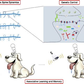 Dendritic Spine Dynamics In Associative Memory A Comprehensive Review