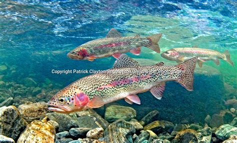 Rainbow Trout Engbretson Underwater Photography