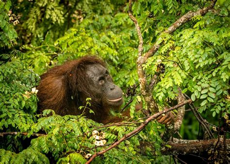 Visit Tabin Wildlife Reserve In Borneo Audley Travel