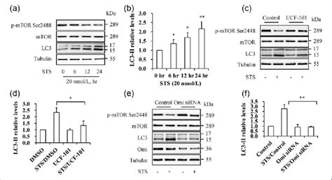 Omi HtrA2 Modulated Staurosporine STS Induced Autophagy A Impact