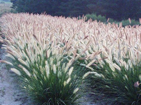 Types Of Ornamental Grasses Hgtv