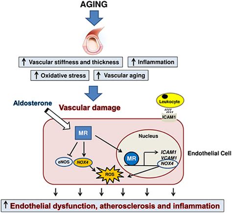 Frontiers Role Of Aldosterone And Mineralocorticoid Receptor In Cardiovascular Aging