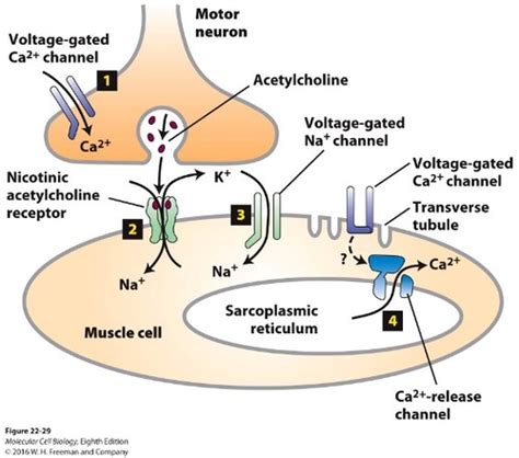 Signal Transduction Flashcards | Quizlet