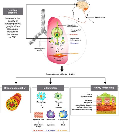 Optimizing Asthma Management Role Of Long Acting Muscarinic