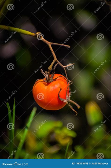 Ripened Little Hanging Tomato Stock Image Image Of Yellow Leaf