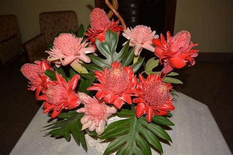 Torch Ginger Red Tropical Hues Palakkad Id