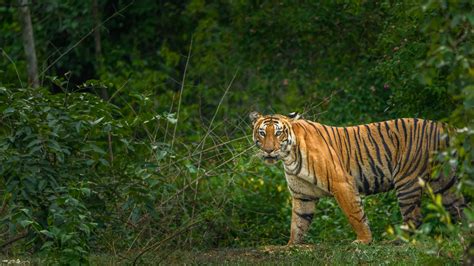 Top 5 Tiger Reserves In India