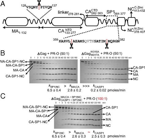 Transient Hiv Gagprotease Interactions Revealed By Paramagnetic Nmr