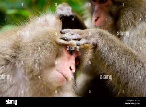 Japanese Macaque Monkeys Grooming By A Hot Spring In The Jigokudani Monkey Park In Nagano Japan