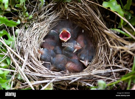 Baby Birds Sparrow Nest Fledglings Nest Egg Chicks Stock Photo