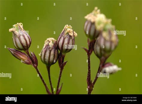 Seed pods of Ragged-Robin, lychnis flos-cuculi, wildflower, Fleet ...