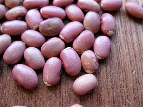 Growing Food Saving Seeds Chance Crossed Anasazi Beans