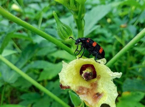 Dealing With Okra Pests Food Gardening Network