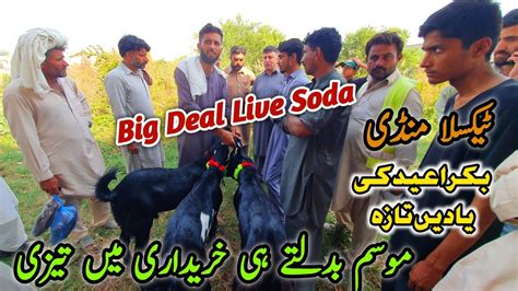 Friday Taxila Bakra Mandi Latest Update October Big Live Deal