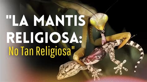 LA MANTIS RELIGIOSA El Insecto Que Se Come A Su Pareja YouTube