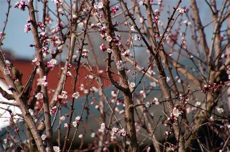 Prunus Armeniaca Sprig With Many Tiny Pink Flowers Stock Image Image