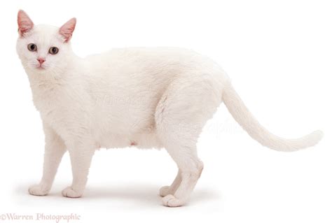 Cat White Background Wallpapersafari