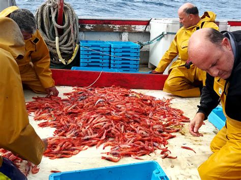 Gambas De Palamos A Fascinating Day In The Life Of A Fisherman