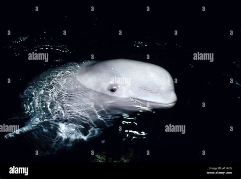 CLOSEUP OF THE FACE OF A BELUGA WHALE Delphinapterus Leucas IN AN