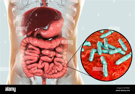 Bifidobacterium Bakterien Im Menschlichen Darm Fotos Und Bildmaterial