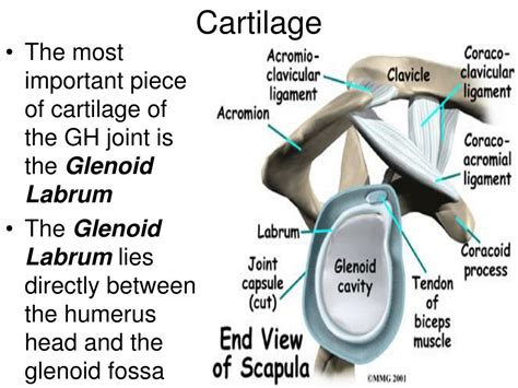 Ppt Glenohumeral Joint Pectoralis Major And Coracobrachialis Powerpoint Presentation Id