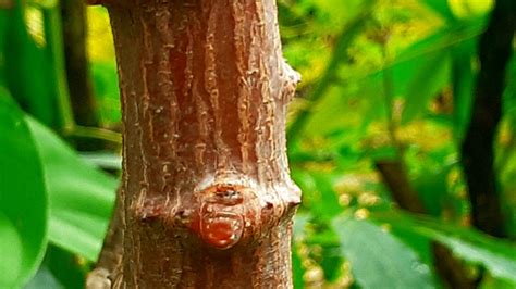 Cassava Plant Stick Free Photo On Pixabay Pixabay