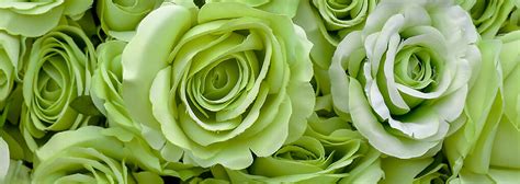 Green Roses: Meaning & Pictures | Flower Glossary