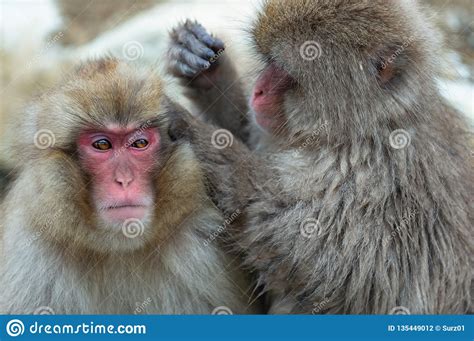 Japanese Macaques Mother Feeding Baby In Nagano, Japan Royalty-Free ...