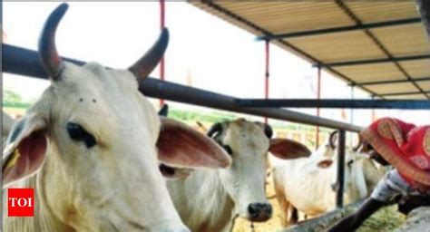 Maharashtra For Sexed Semen Tech To Produce More Cows Mumbai News Times Of India