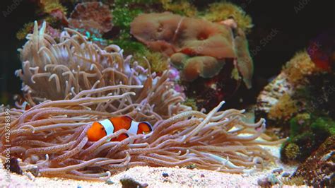 Male And Female Clown Fish Anemonefish Amphiprion Ocellaris Swim