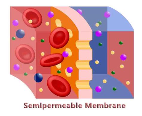 Semipermeable Membrane