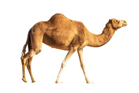 Camel Png Pngs For Free Download