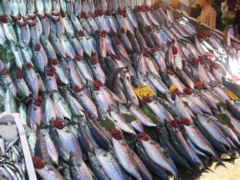 Palamut - Fish of the Month | Fish, Cooking, Turkey