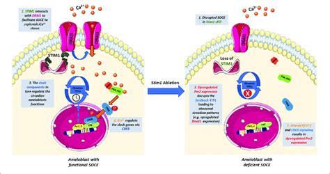 The Potential Cross Talk Between Soce And The Circadian Clock In Download Scientific Diagram