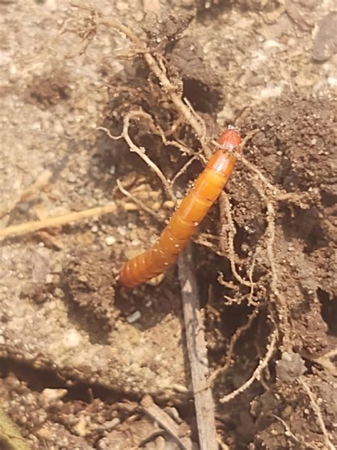 Maggot Worm Mealworm Thing Rwhatsthisbug