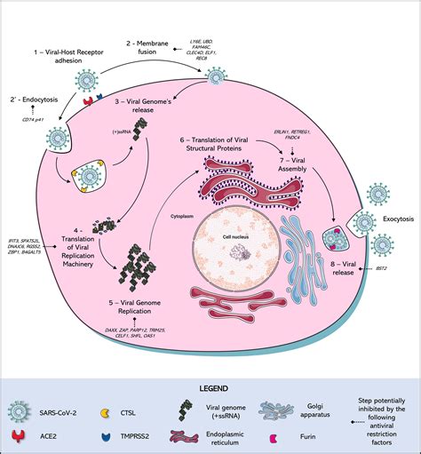 Frontiers Choosing A Cellular Model To Study Sars Cov 2