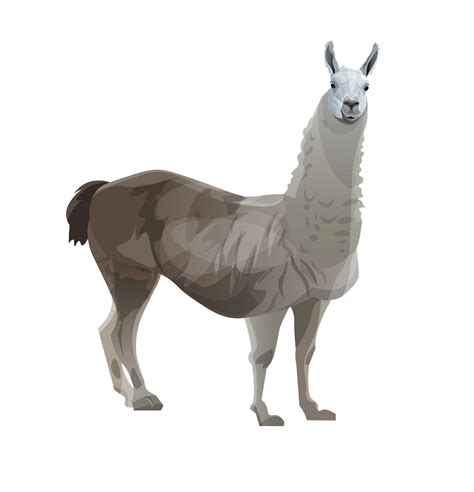 Llama Side View Png Transparent Clipartworld