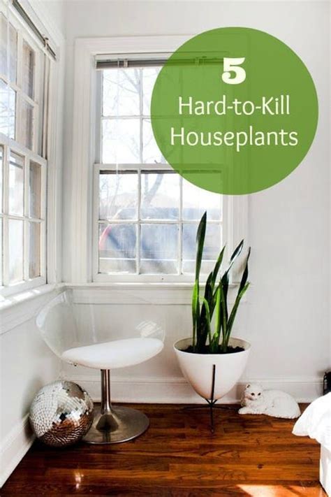 Hard To Kill Houseplants Mid Century Modern Planter All White