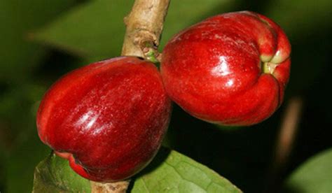 Malay Apple Facts And Health Benefits