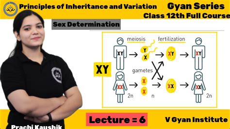 Principles Of Inheritance And Variation Sex Determination Ch Le