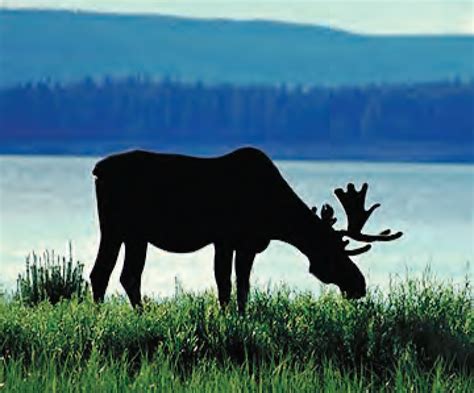 Animal Facts: Moose | Canadian Geographic