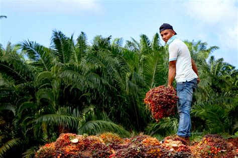 El Nuevo Banhprovi Al Servicio De Honduras Financiando Progreso Para